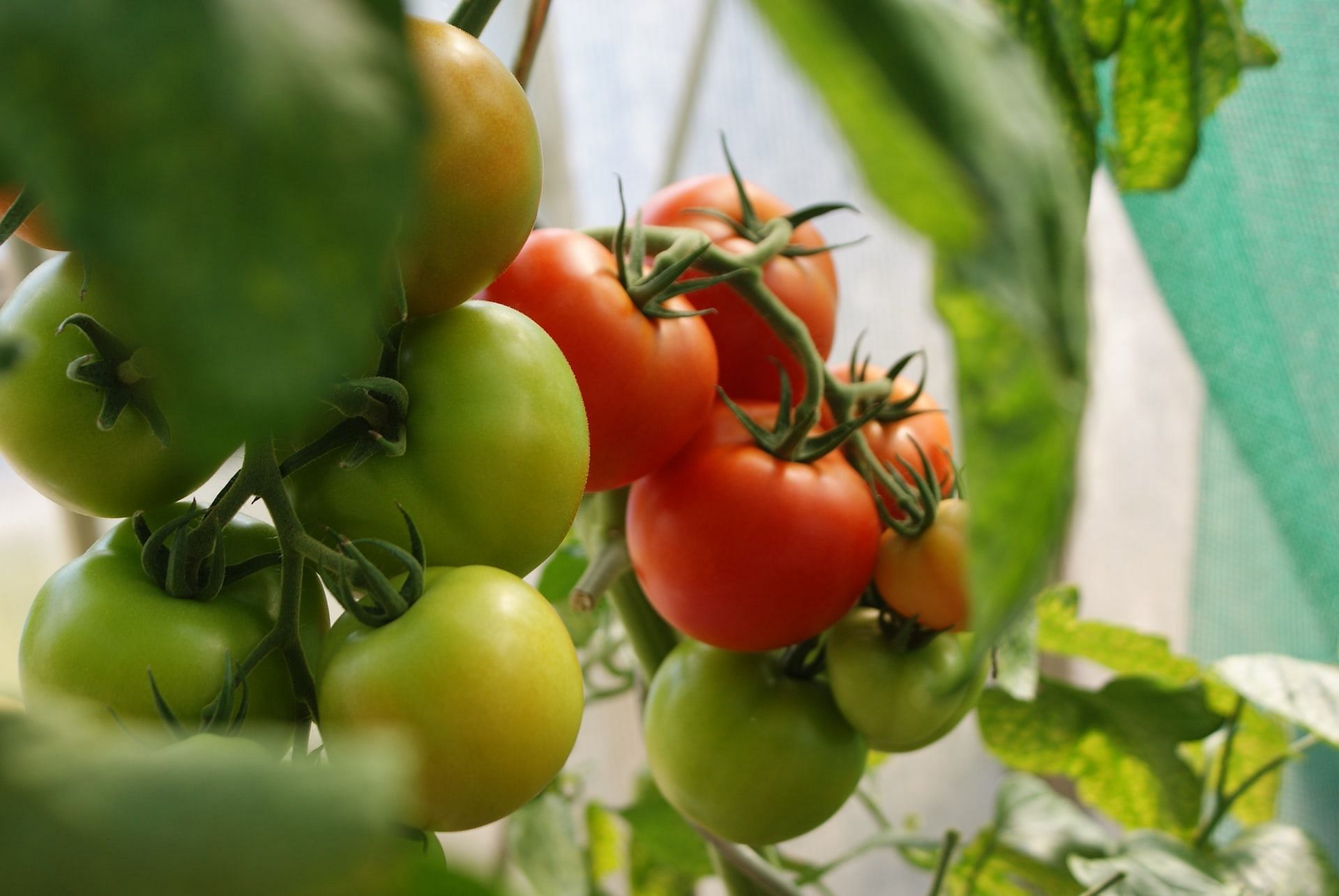 Tomato (Photo via Dani California/Unsplash)