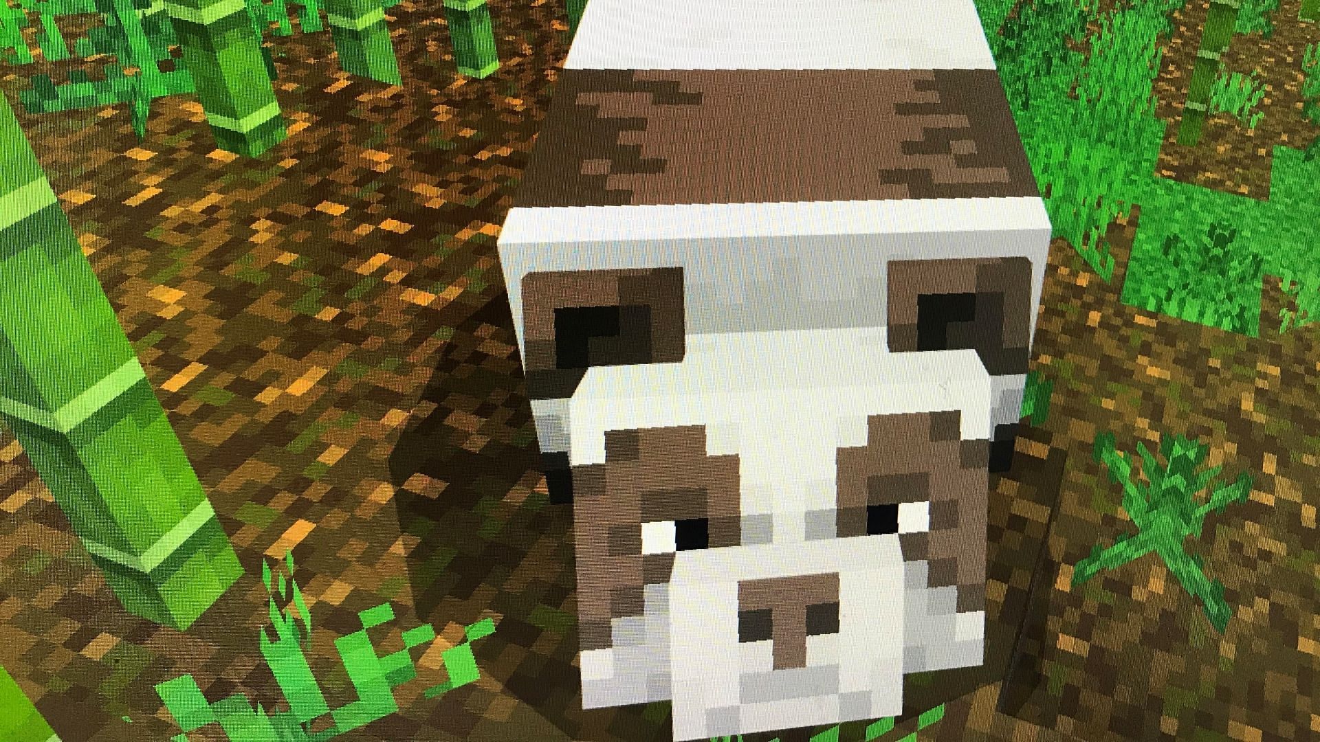 Brown Panda is a rarer variant of already rare Pandas in Minecraft (Image via Reddit / u/A_guy_named_idk)