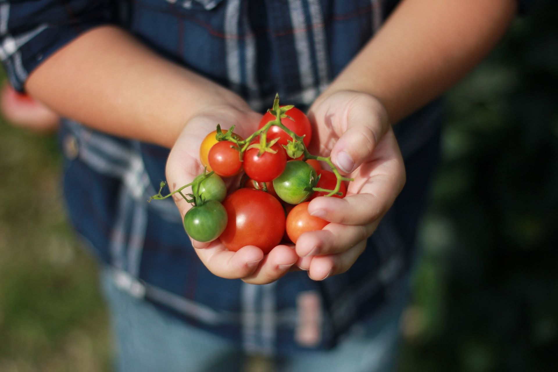 Cherry tomatoes (Photo via Ang&egrave;le Kamp/Unsplash)