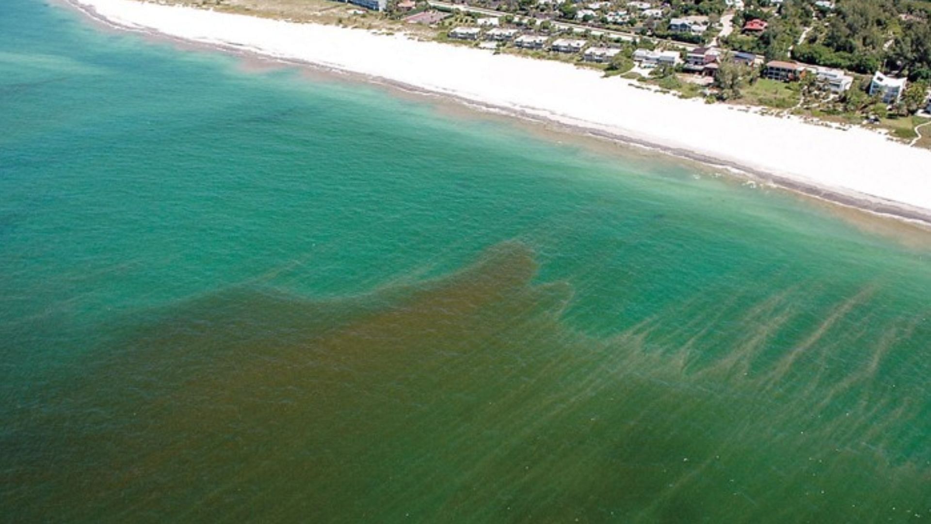 Naples beach in Florida issues high alert due to red tide. (Image via AP)
