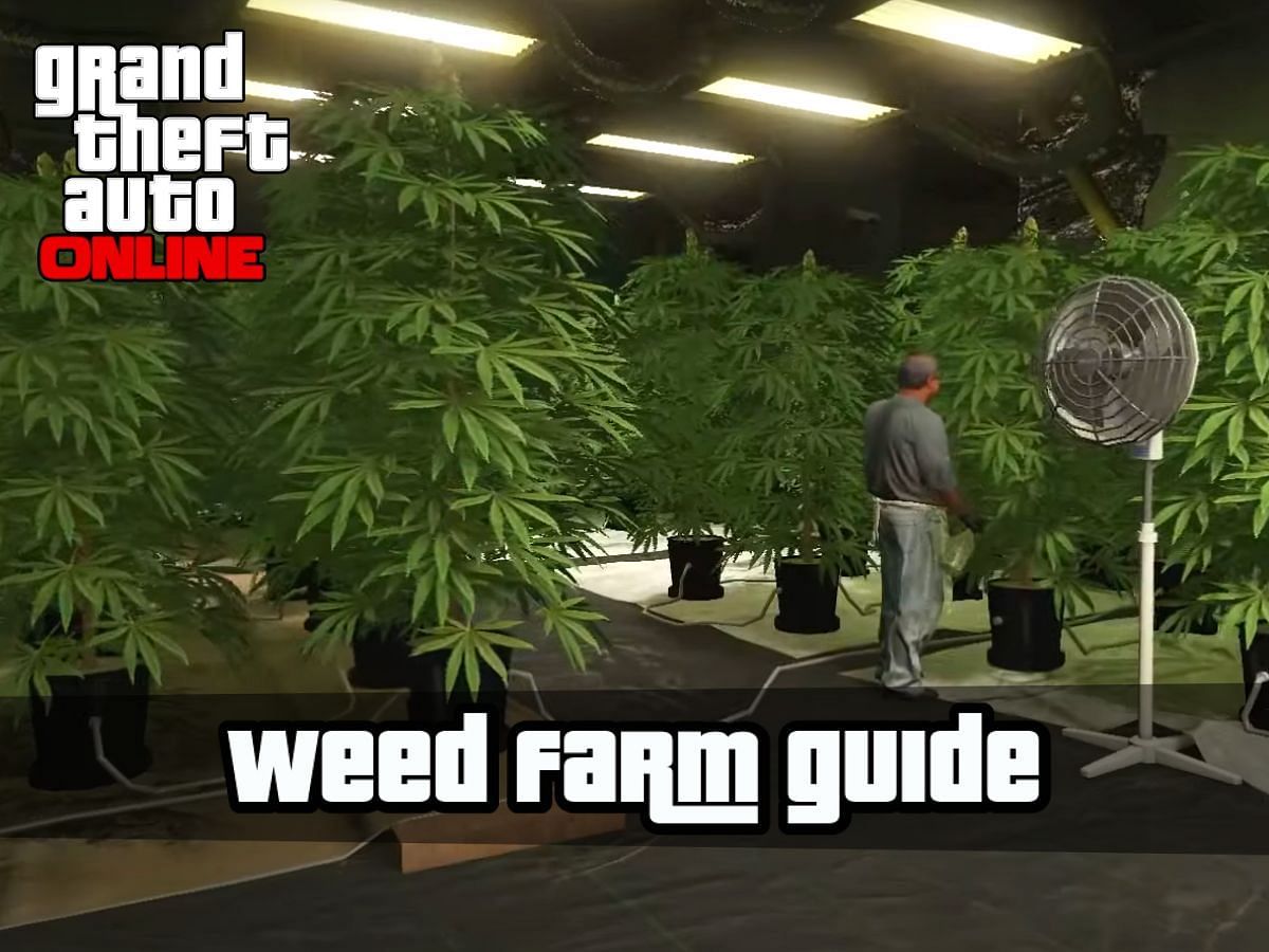 The Weed Farm is a great passive business in GTA Online (Image viaYouTube/Gta Rav1sh))