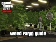 GTA Online Weed Farm - How to buy, locations, payout, and more (2023)
