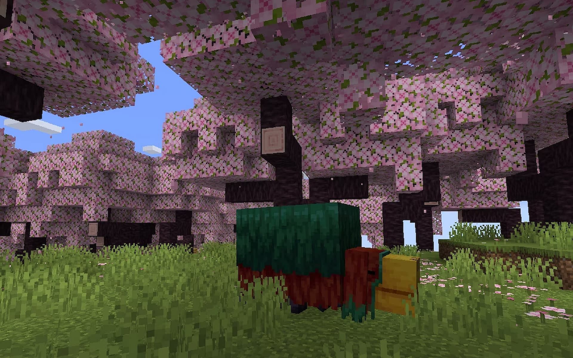 The Cherry Blossom biome is the newest biome added with Minecraft 1.20 (Image via Mojang)