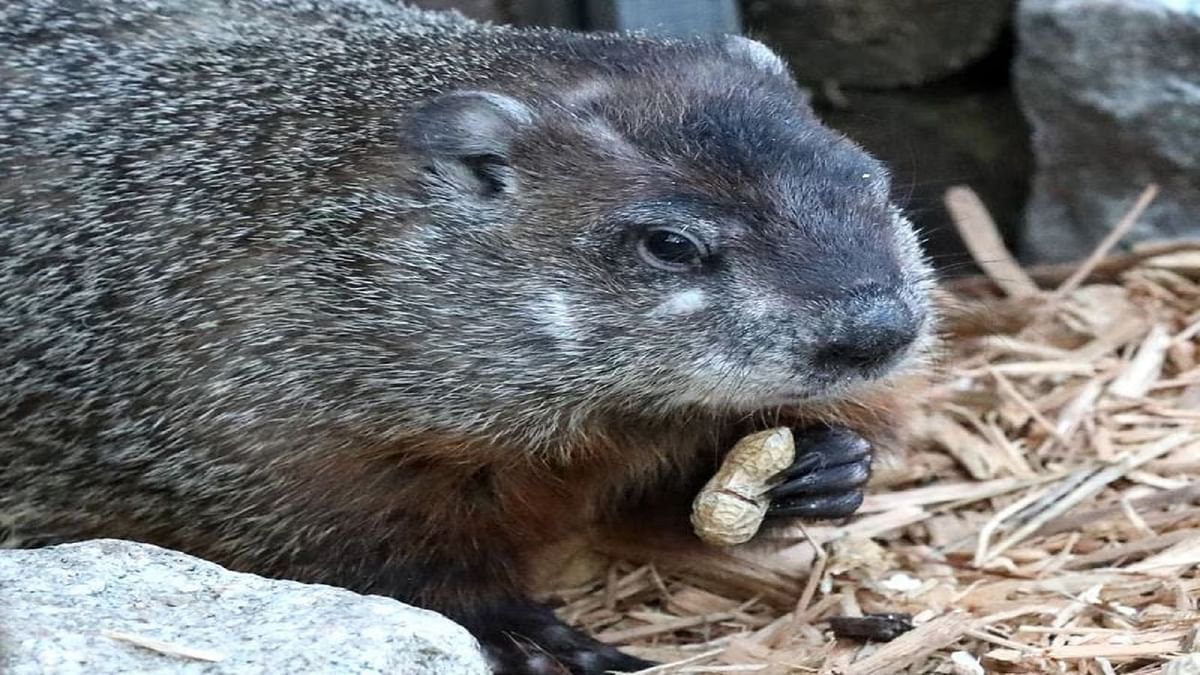 What is Staten Island Chuck’s accuracy? Groundhog predicts early spring