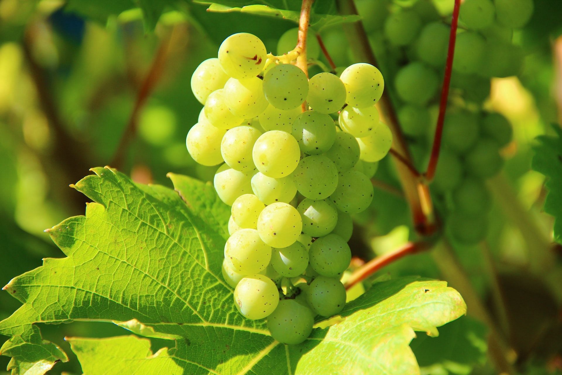 Green grapes are acidic but very beneficial. (Photo via Pexels/Pixabay)