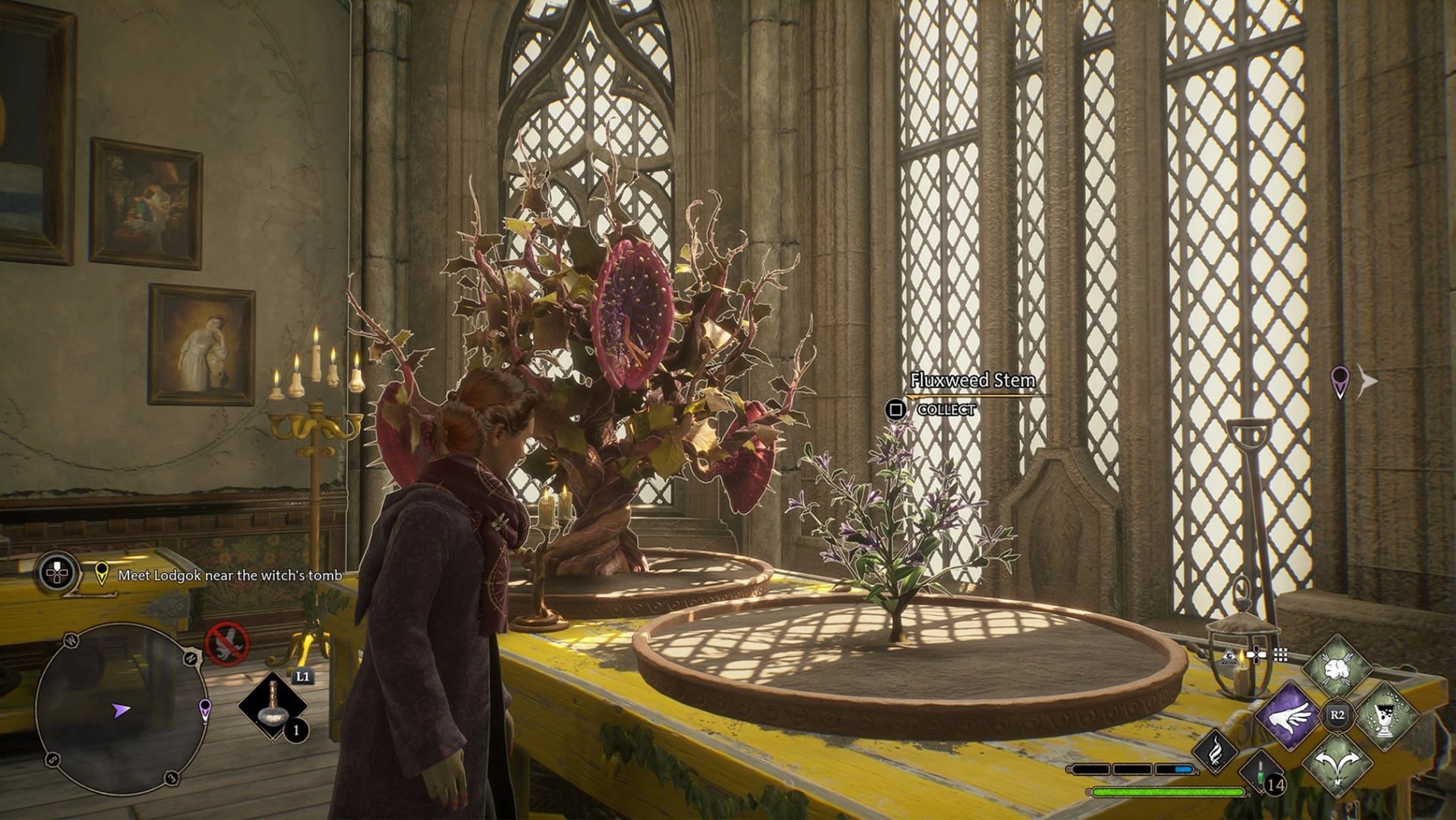 Hogwarts Legacy can reduce their need for Fluxweed seeds from Hogsmeade (Image via Avalanche Software)