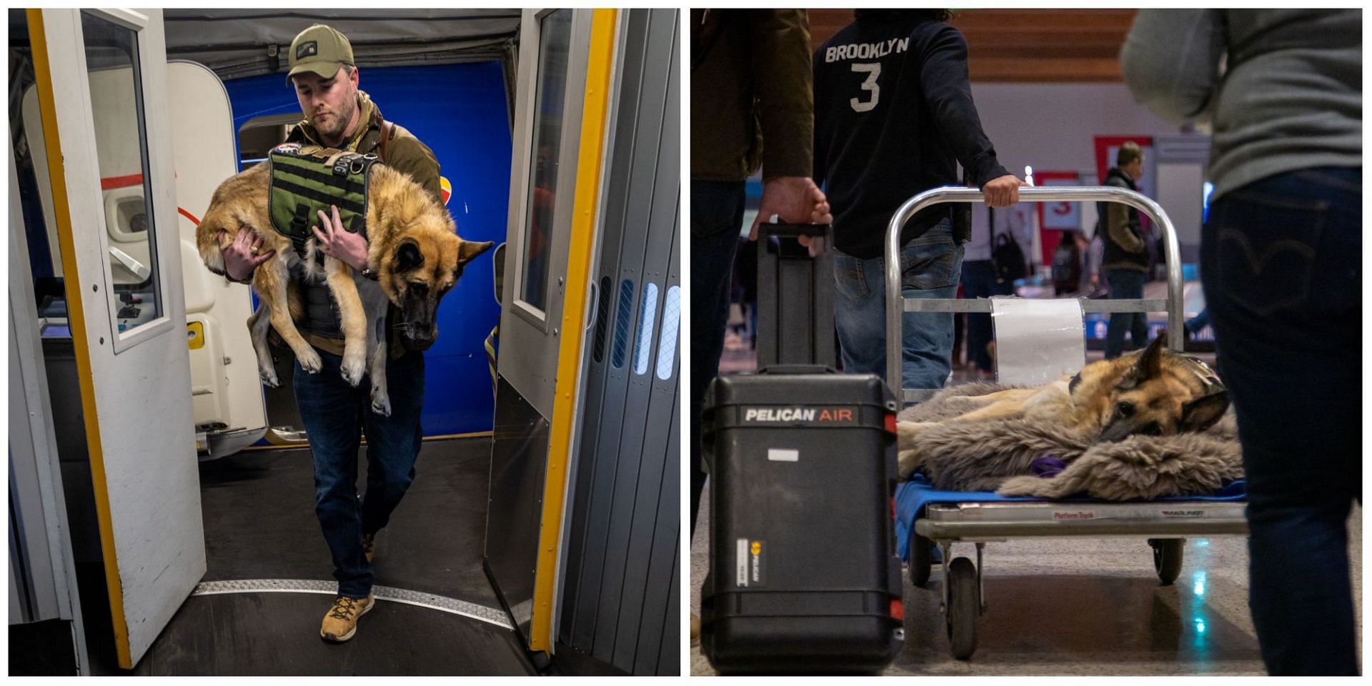 Social media users weep after seeing the video of Kaya, the service dog as it was shared by Southwest Airlines. (Image via Southwest Airlines/ Twitter)