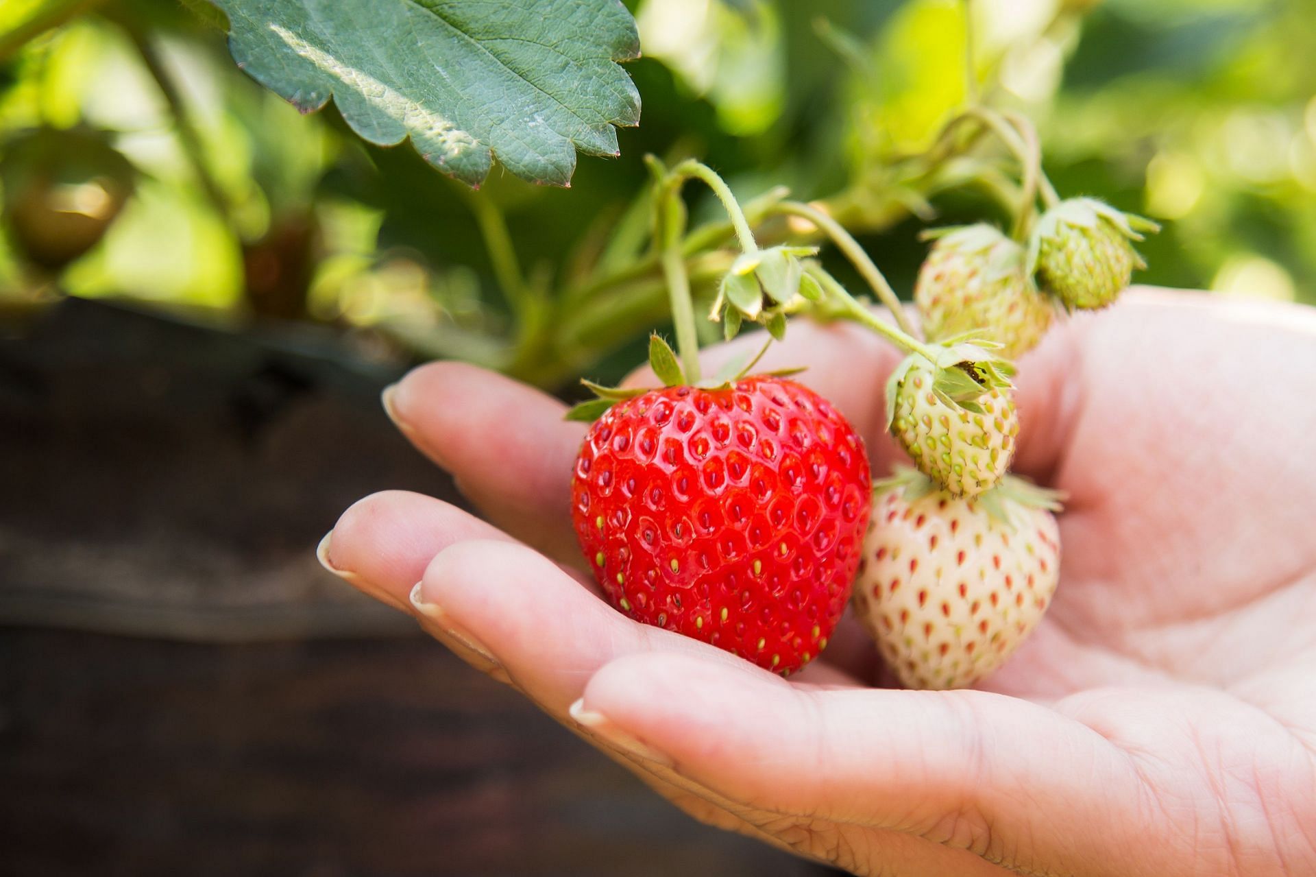 Strawberries are rich in antioxidants and vitamin C. (Image via Pexels/Aphiwat Chuangchoem)