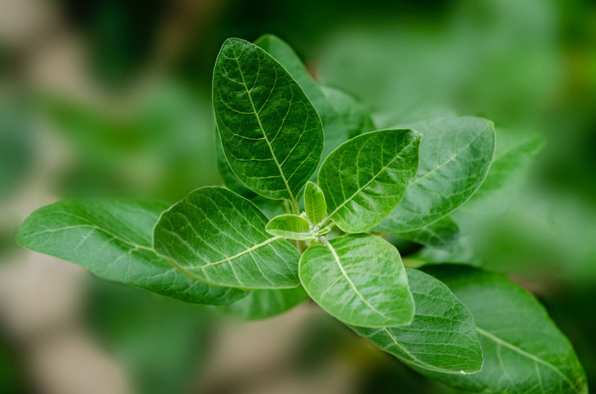 Ashwagandha is one of the best natural herbs for weight loss. (Image via Unsplash/Bankim Desai)