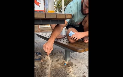 Islam Makhachev's teammates feeding quokkas [Image via: perthnow.com]