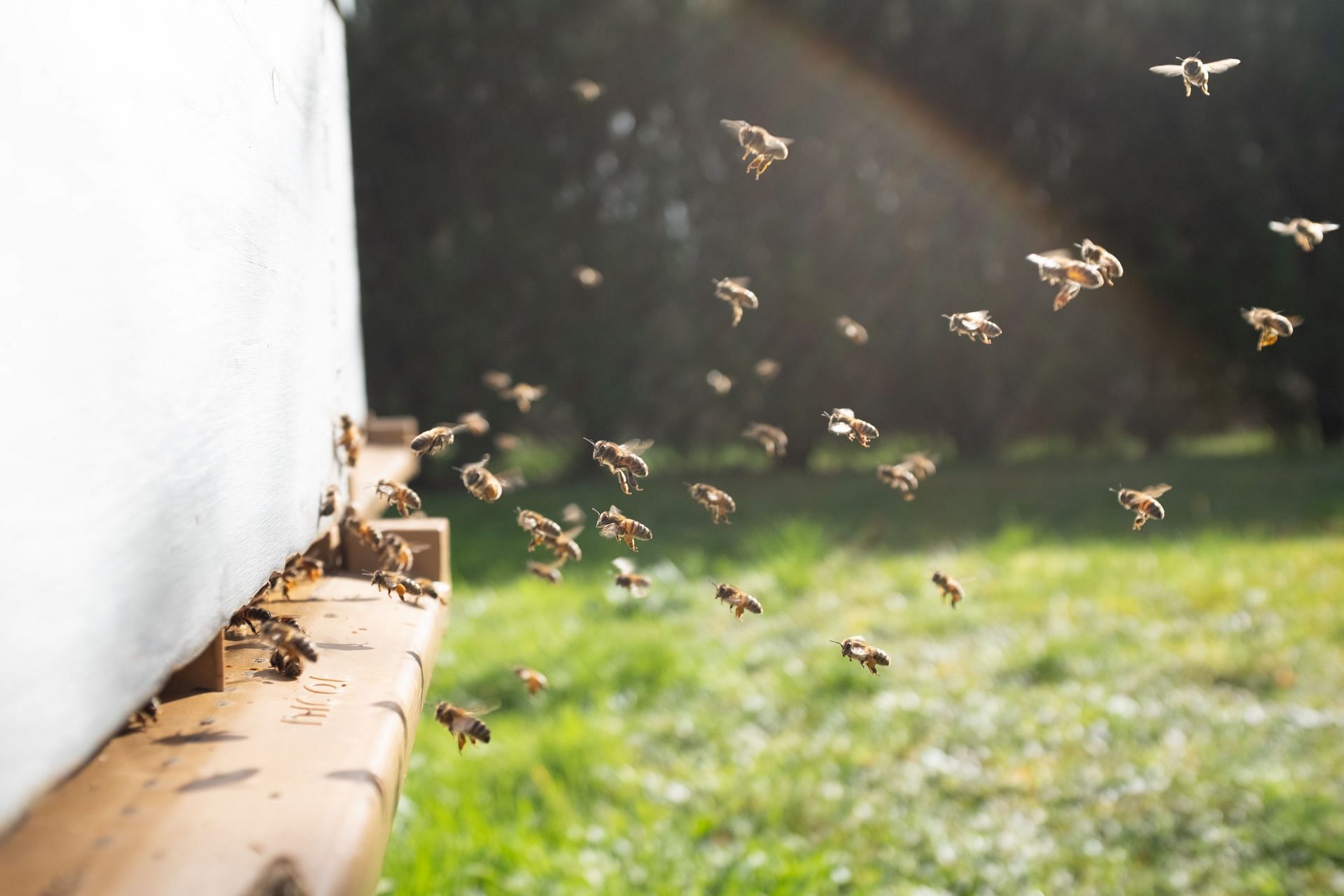 Additional precautions for bee sting (Image via Unsplash/Damien Tupinier)