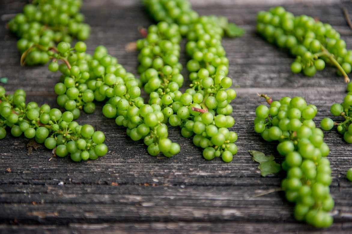 Counting the Calories in Green Grapes: A Nutritional Guide (Image via Unsplash/Elena Kloppenburg)