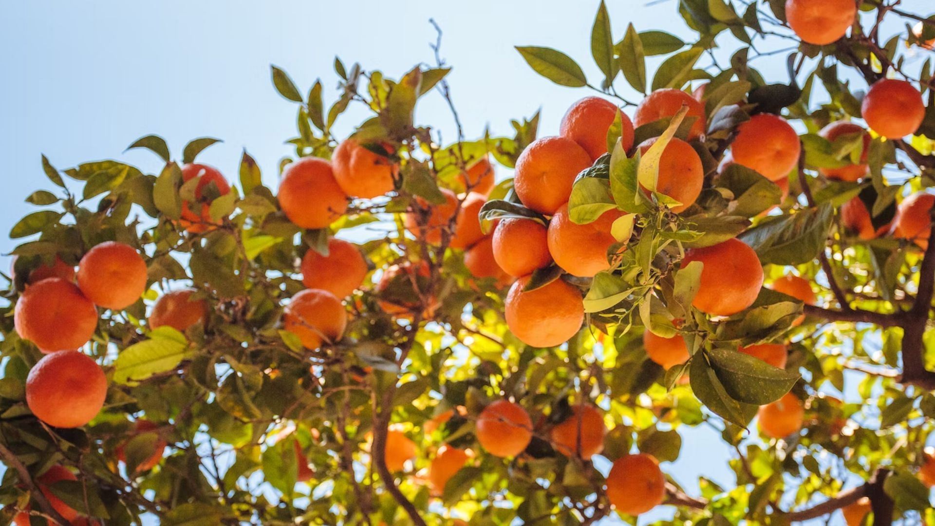 oranges, limes, lemons, grapefruits, and other citrus plants may be affected by psyllids (Image via Jonny James/Unsplash)