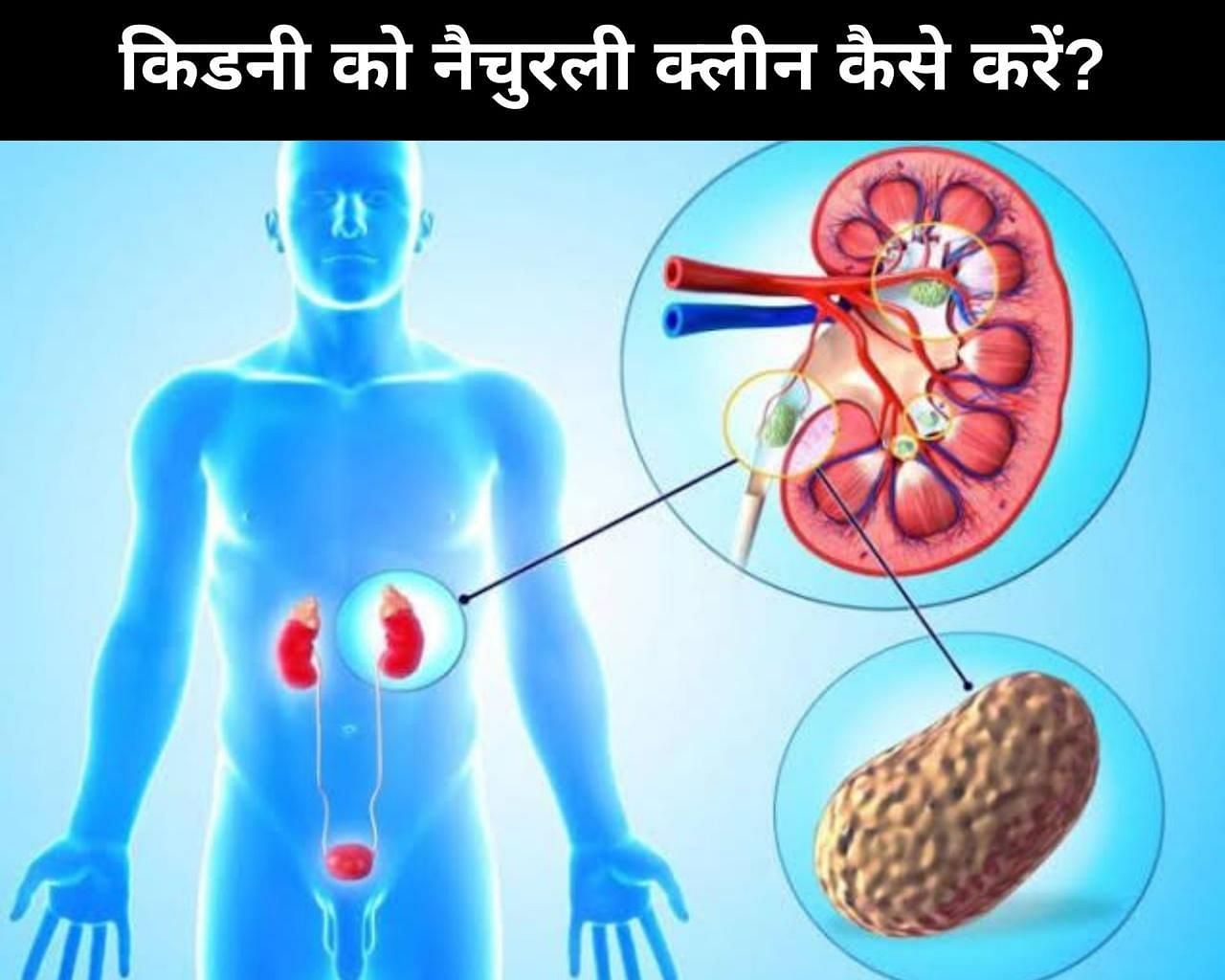 किडनी को नैचुरली क्लीन कैसे करें? (फोटो - sportskeedaहिन्दी)