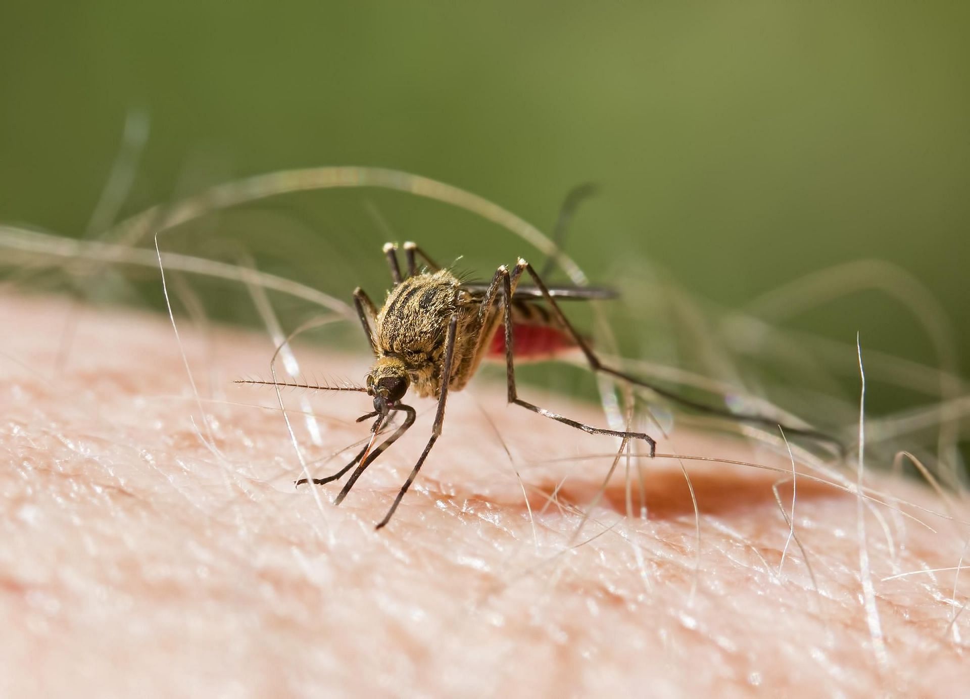 Malaria No More: 9 Efficient Strategies for Preventing Malaria