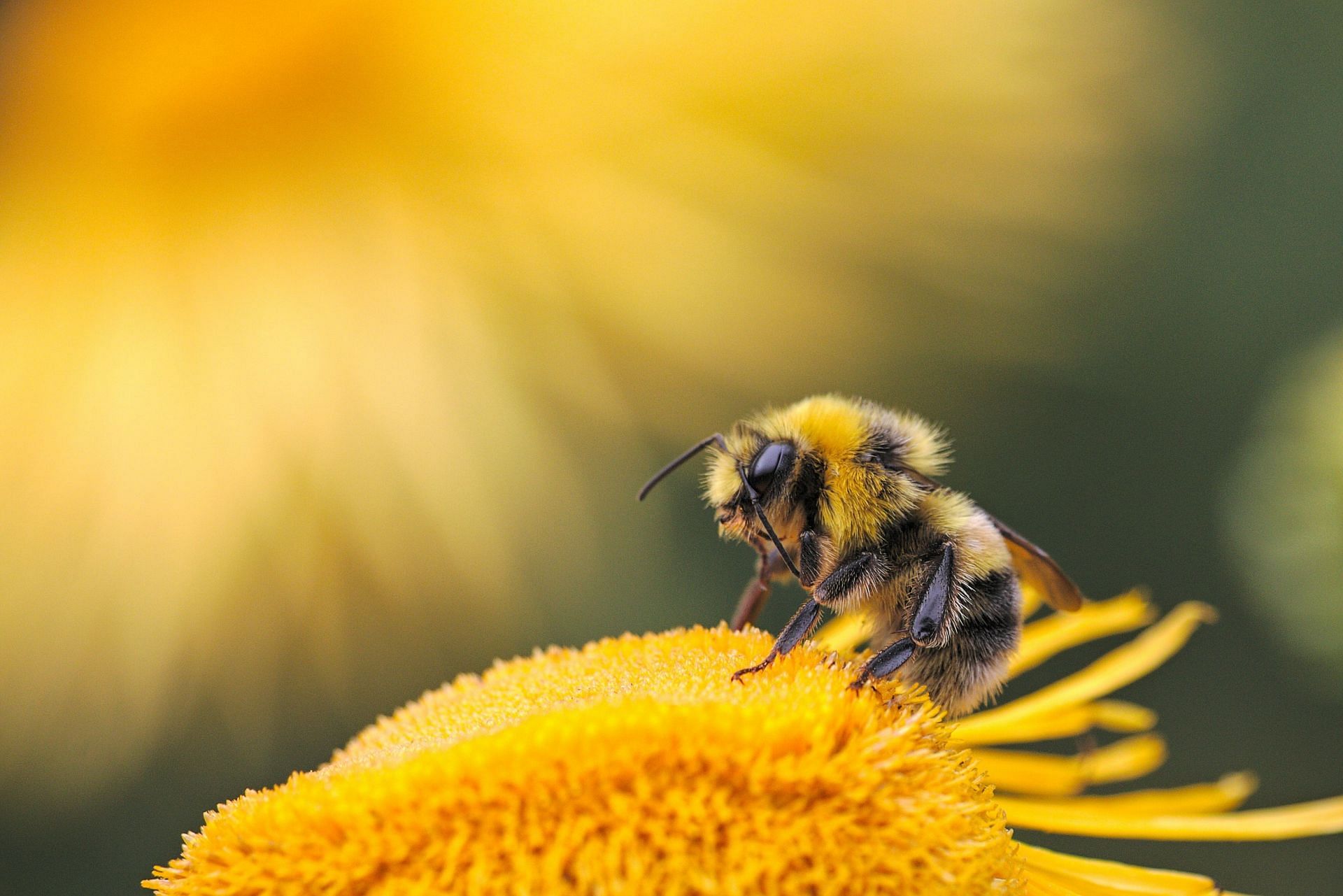 Best ways to treat yourself if you&#039;ve been stung (Image via Unsplash/Dmitry Grigoriev)