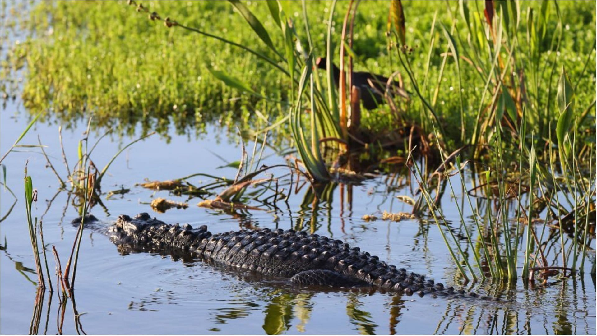 Video of the alligator attack involving Gloria Serge recently went viral (Image via Bruce Bennett/Getty Images)