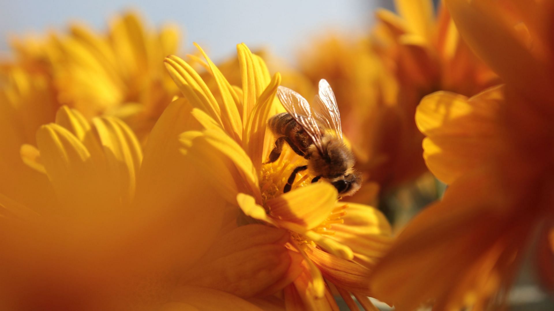 Bee stings can be painful or painless depending on your pain receptors, but you should always stay safe and try to treat them at the earliest. (Image via unsplash/Ibrahim Ozdemir)