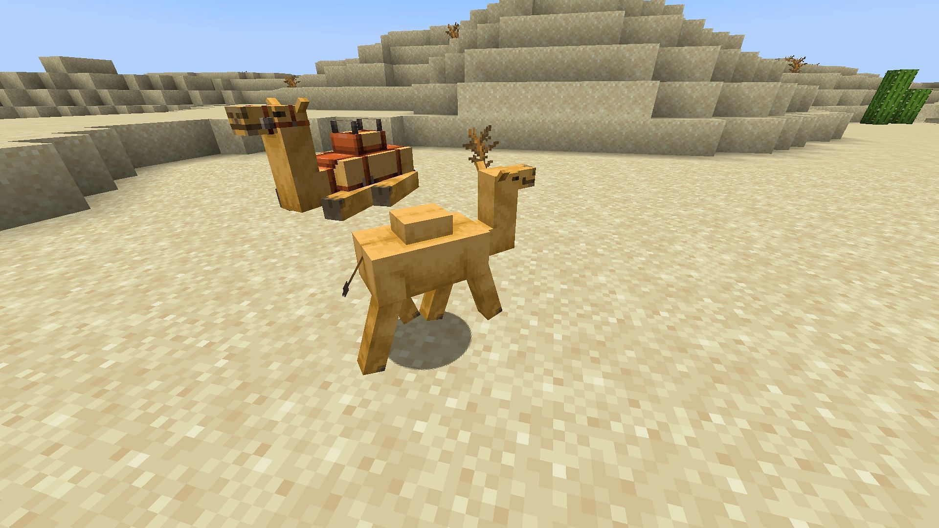 Camels can eat cactus blocks to breed with one another in Minecraft 1.20 update (Image via Mojang)