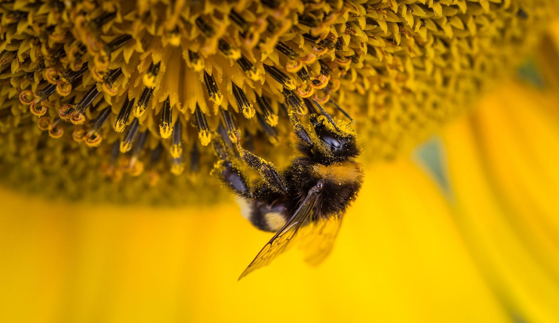 Bee pollens are used as an edible by-products. (Image via Pexels/ Anton Atanasov)