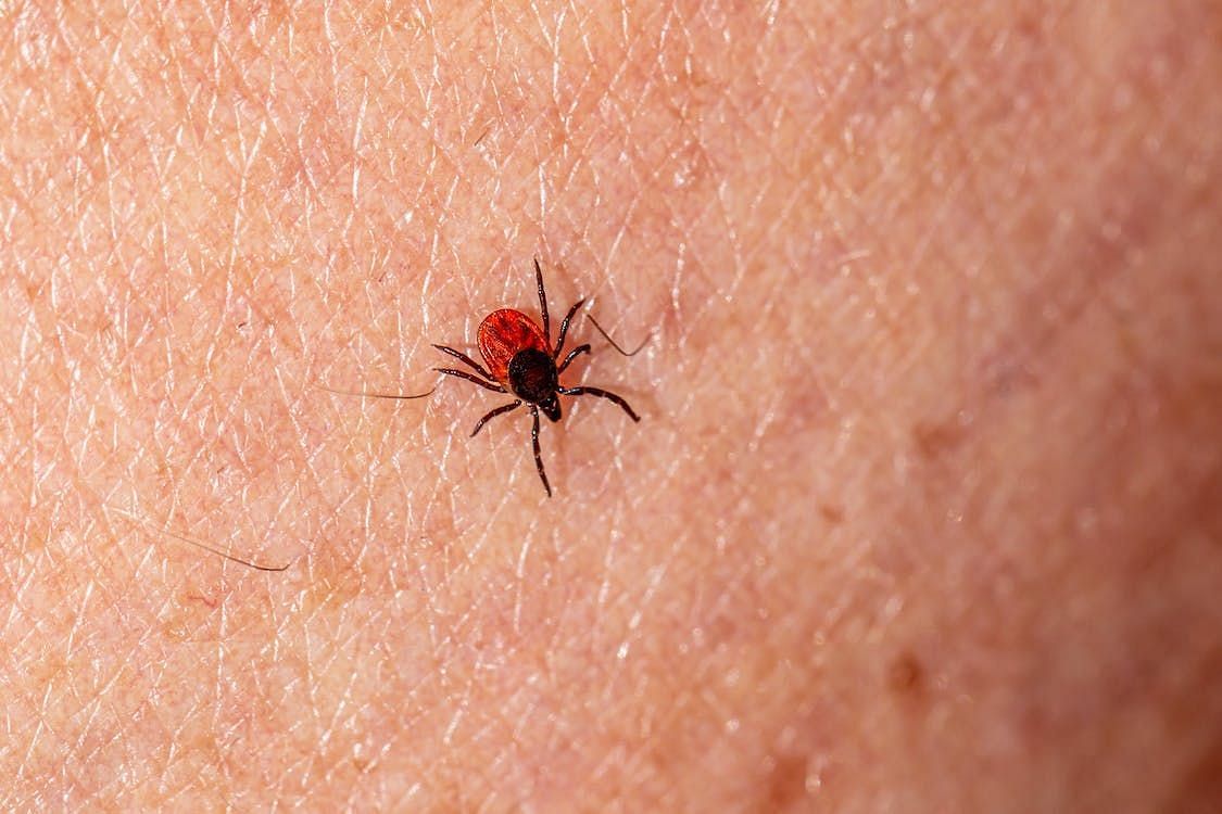 Tick repellents are considered effective. (Pic via Pexels/Rik Karits)