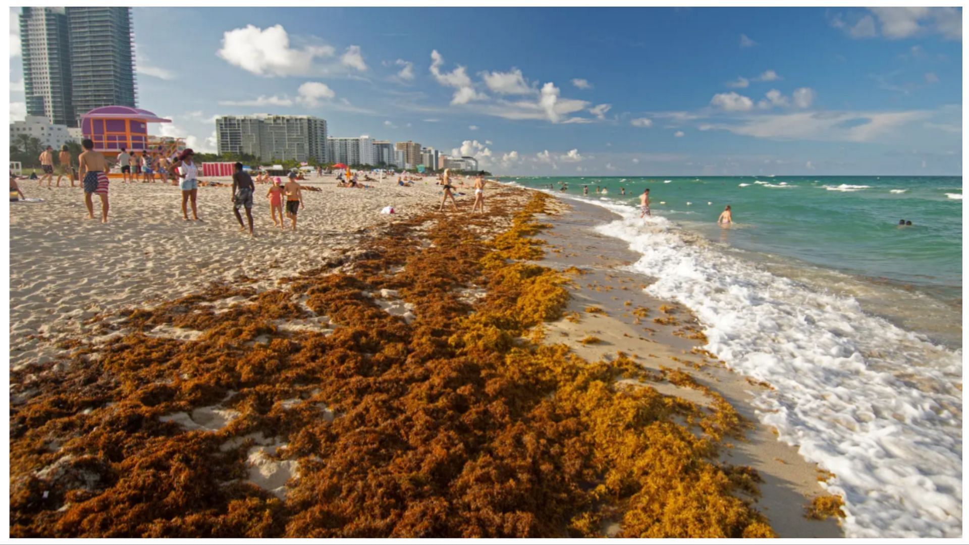 5,000milewide giant seaweed bloom All about Sargassum algae that can