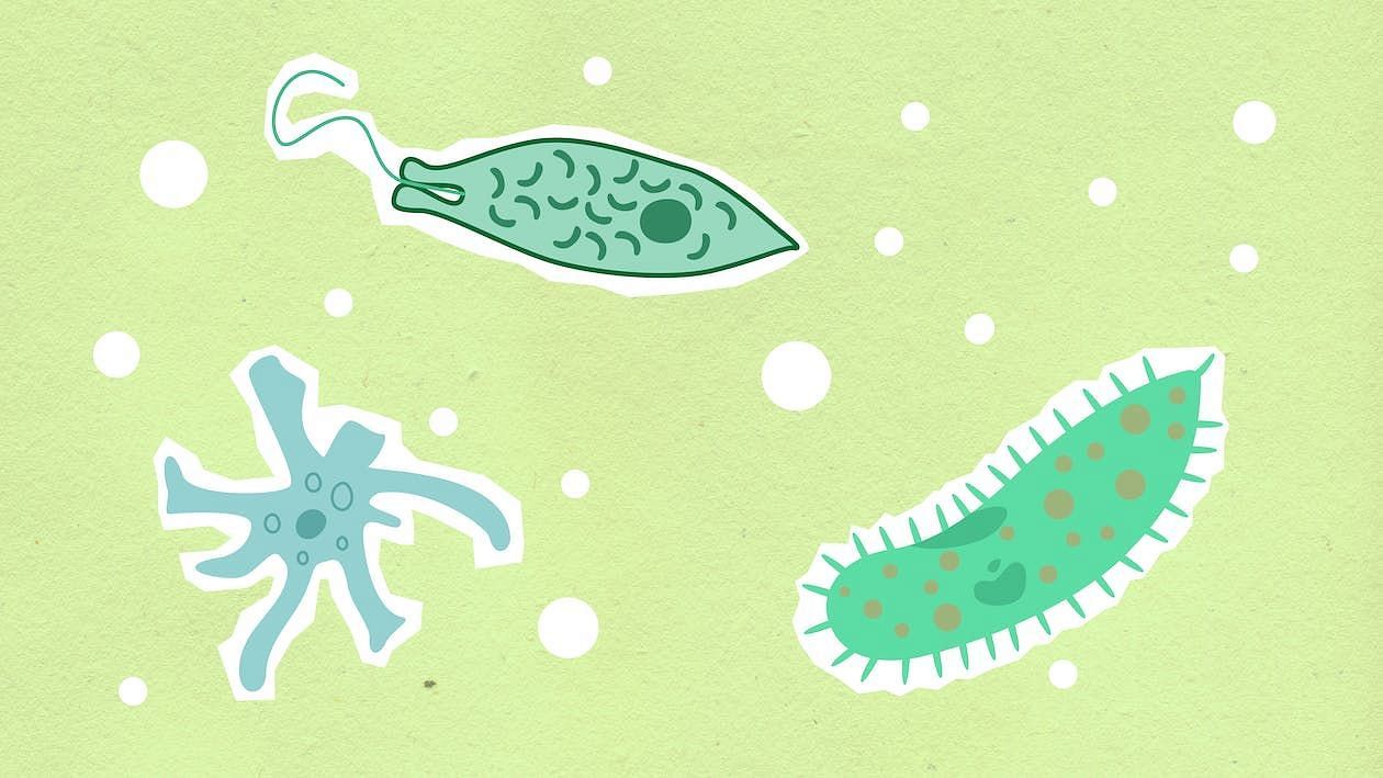 Brain-eating amoebas typically enter the body through the nose and then travel up the olfactory nerve to the brain (Monstera/ Pexels)