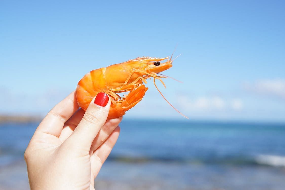 Is it Healthy to Eat the Shrimp Shells: Shrimp are a type of shellfish with ten legs. (Image via pexels/Elle Hughes)