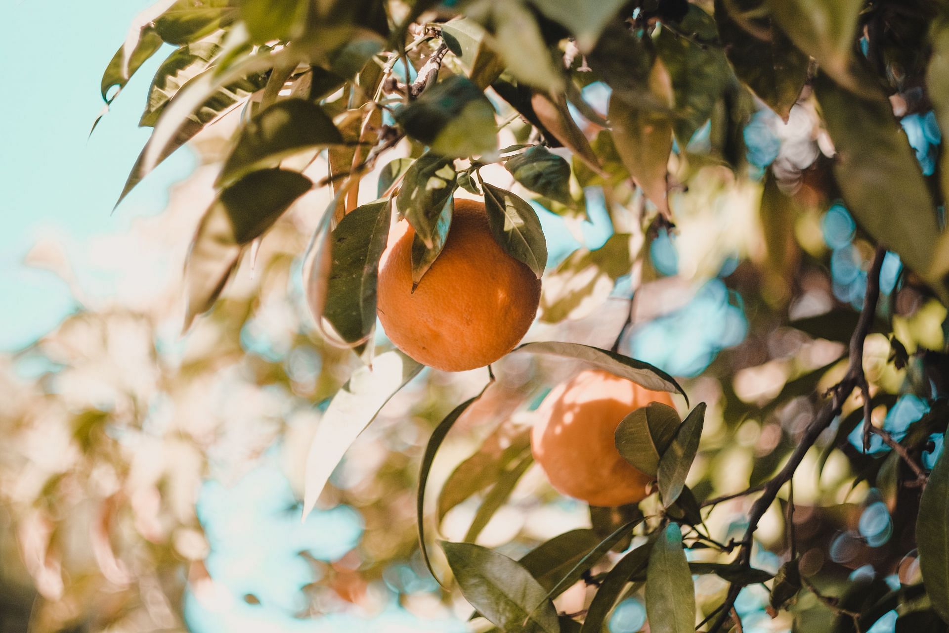 Discover the many benefits of Ugli fruit for your health.(Image via Pexels)