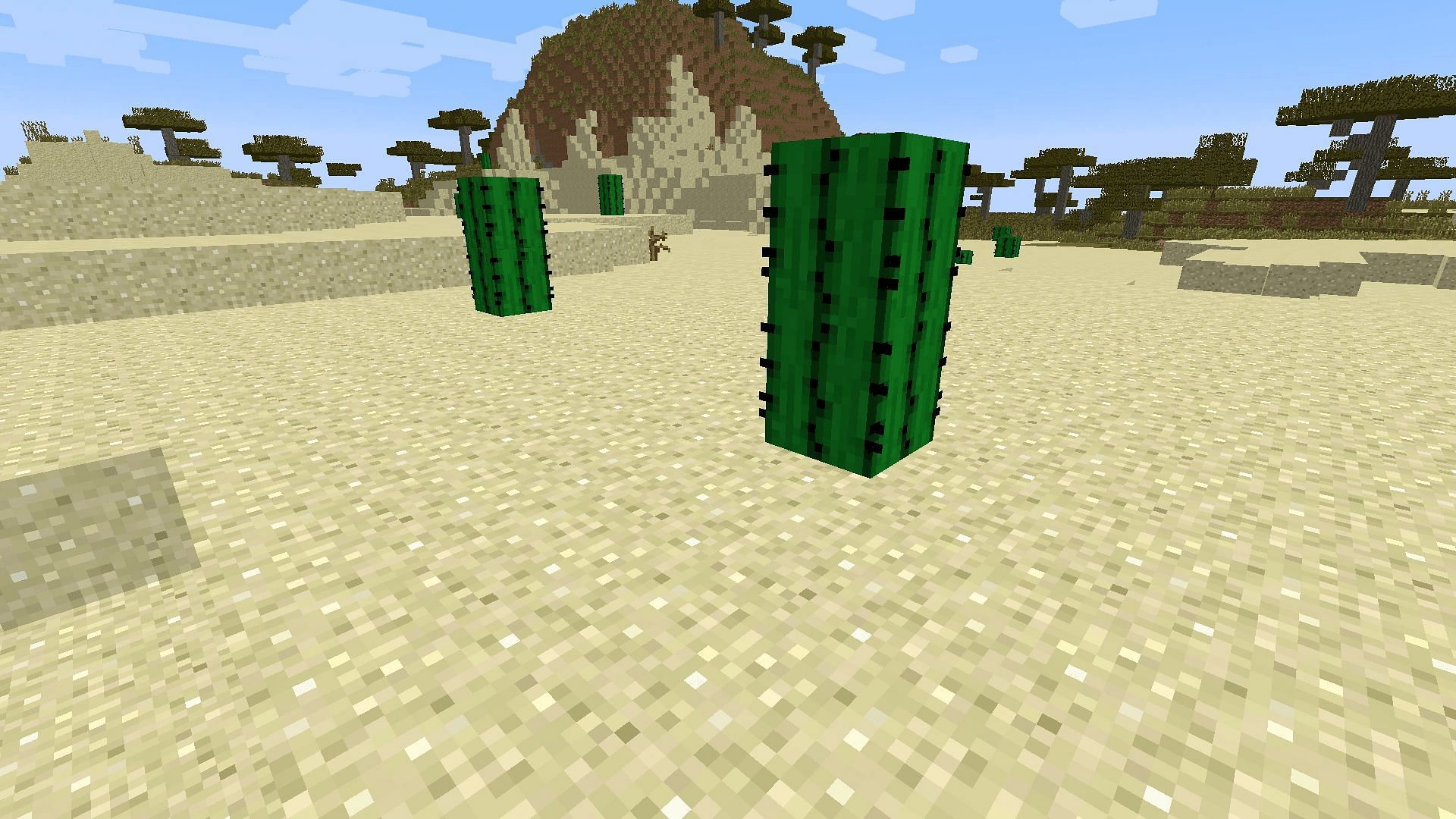 Cacti only make sense to be the natural food source for camels in Minecraft (Image via Mojang)