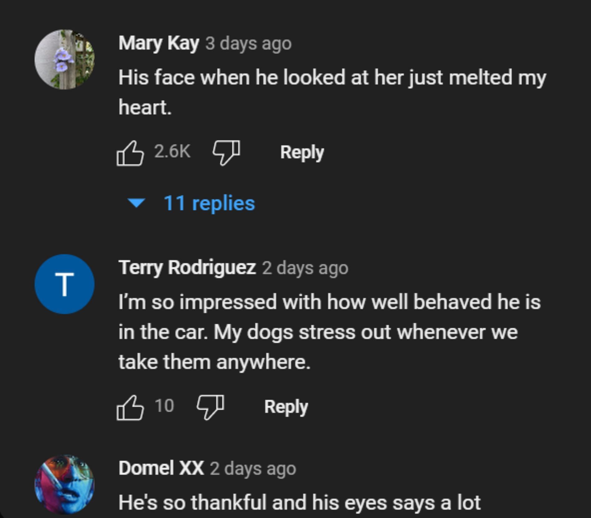 Netizens react to the viral rescue dog video (Image via Dylan_Anderson/YouTube)