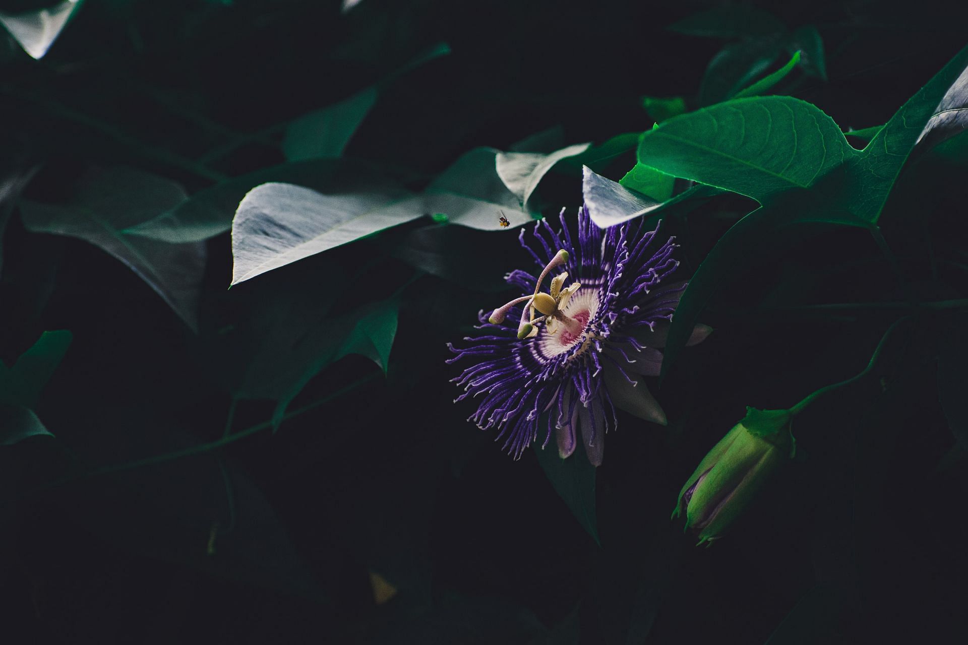 Benefits of passion flower- It helps reducing anxiety. (Image via Unsplash/ Shyam)
