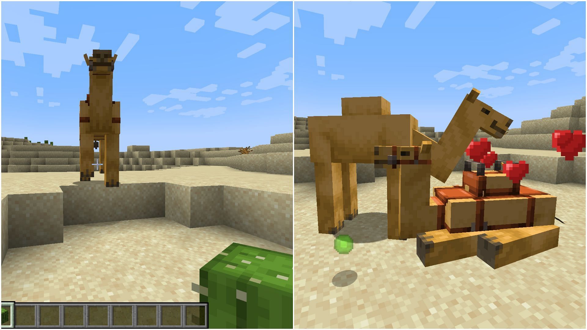 Camels can eat cactus blocks to breed with one another in Minecraft 1.20 update (Image via Sportskeeda)