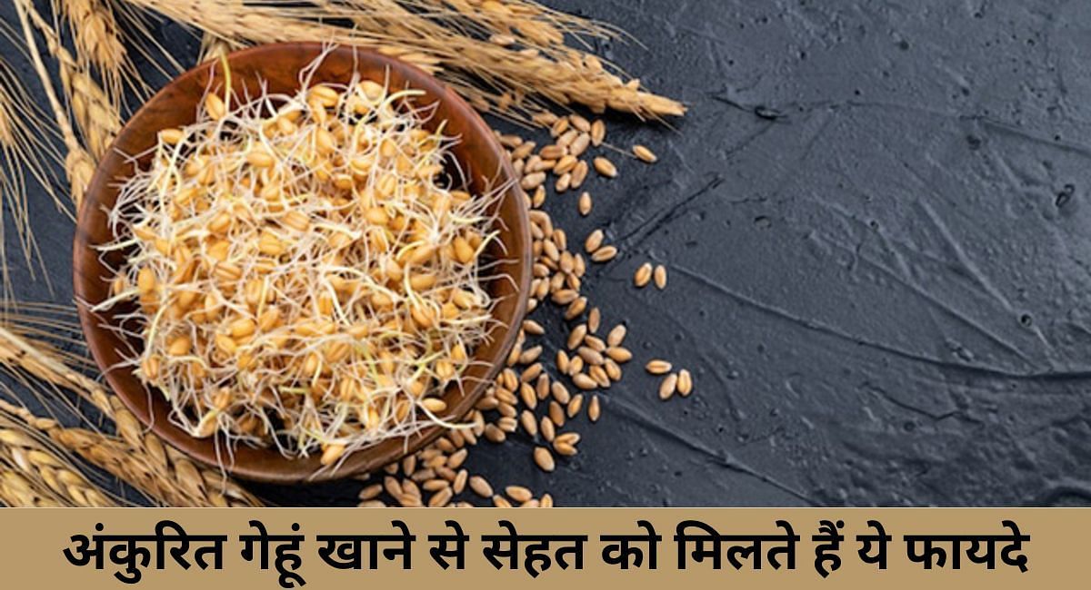 अंकुरित गेहूं खाने से सेहत को मिलते हैं ये फायदे(फोटो-Sportskeeda hindi)