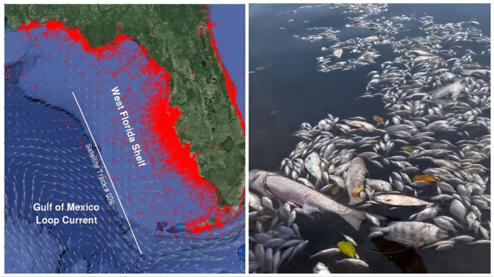 How long does Red Tide last in Florida? Duration explored as dead fish