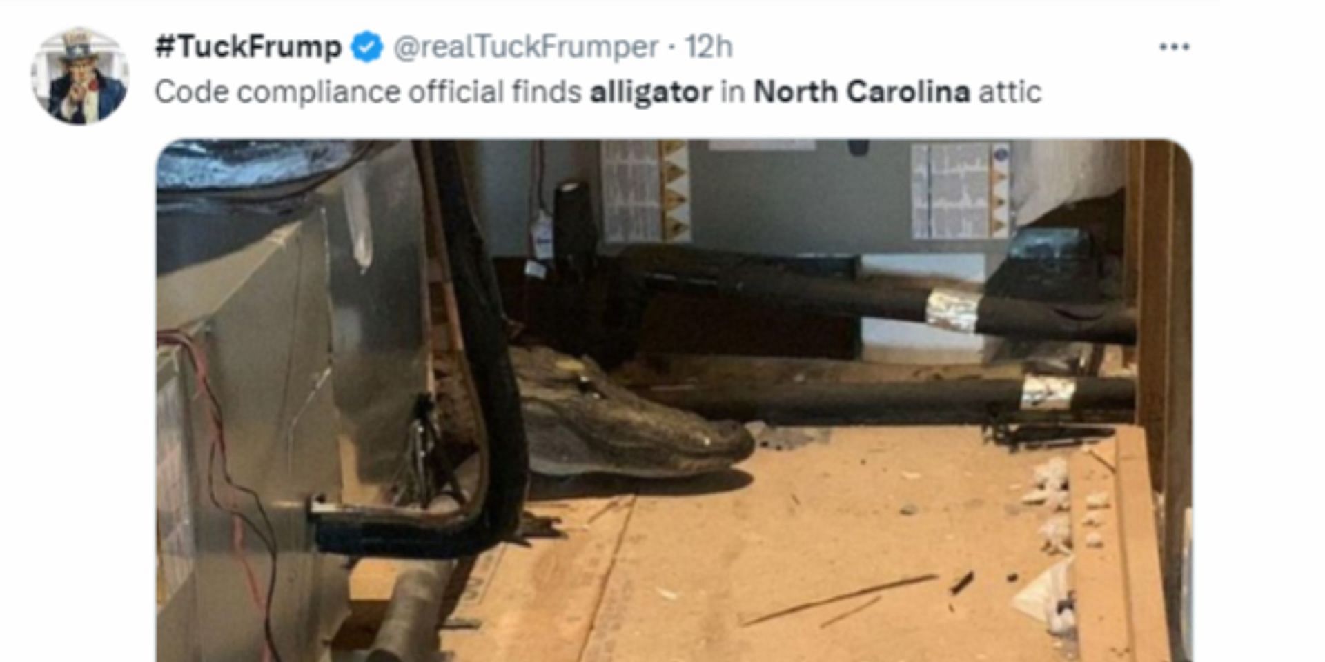 Alligator found in an attic in a house in North Carolina (Image via Twitter/@realTuckFrumper)