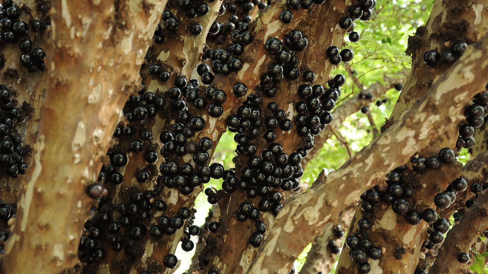 Enjoy the unique taste and powerful health benefits of Jabuticaba. (Image via Pexels)