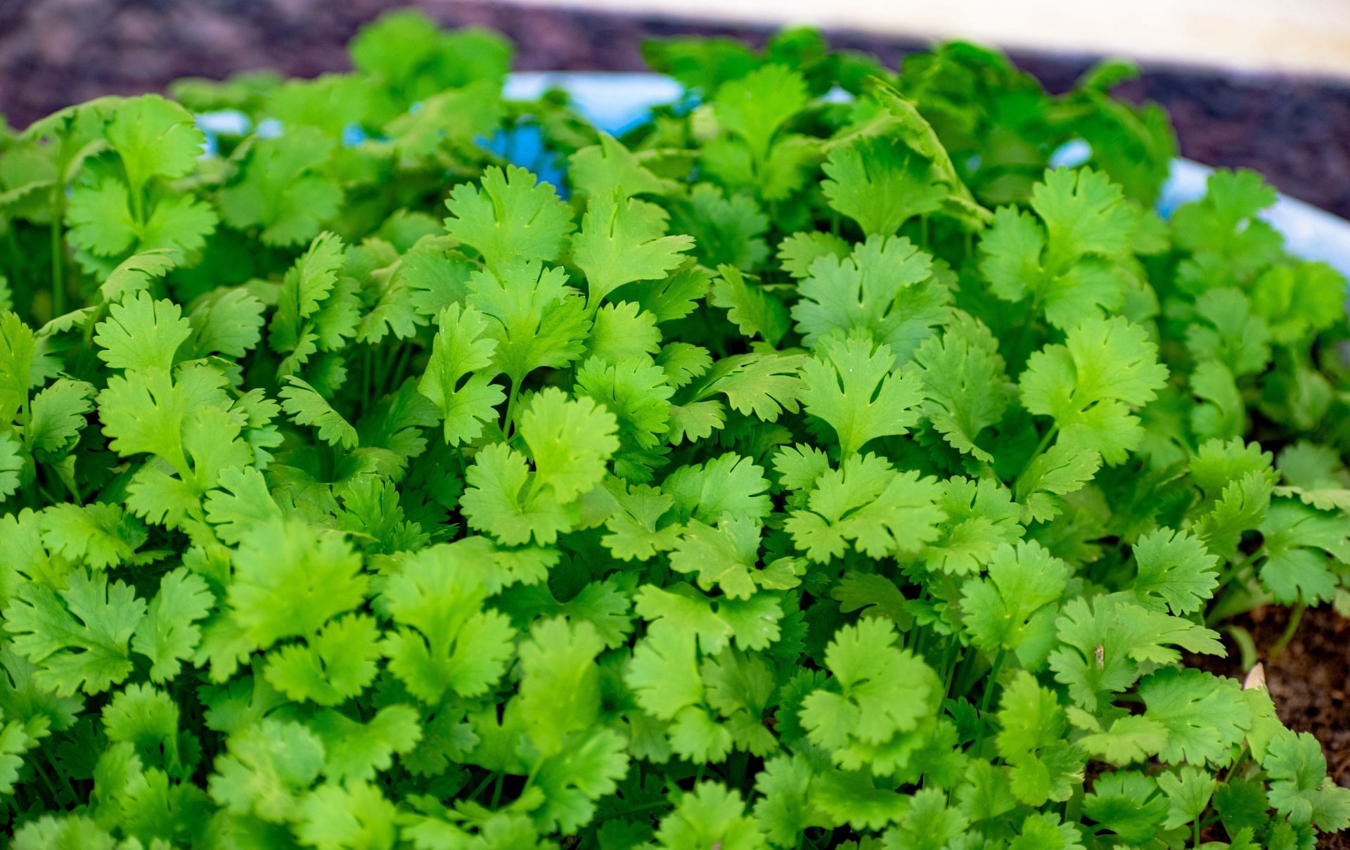 The Health Benefits of Coriander: A Versatile Herb for Improved Digestion and More (Image via Pexels)