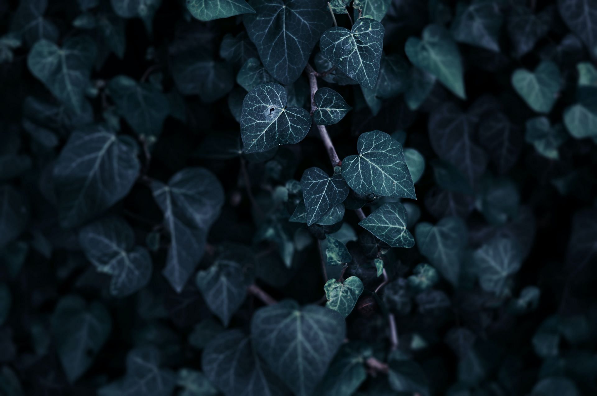 One must be aware of treatment of poison ivy. (Image via Unsplash/ Yousef Espanioly)