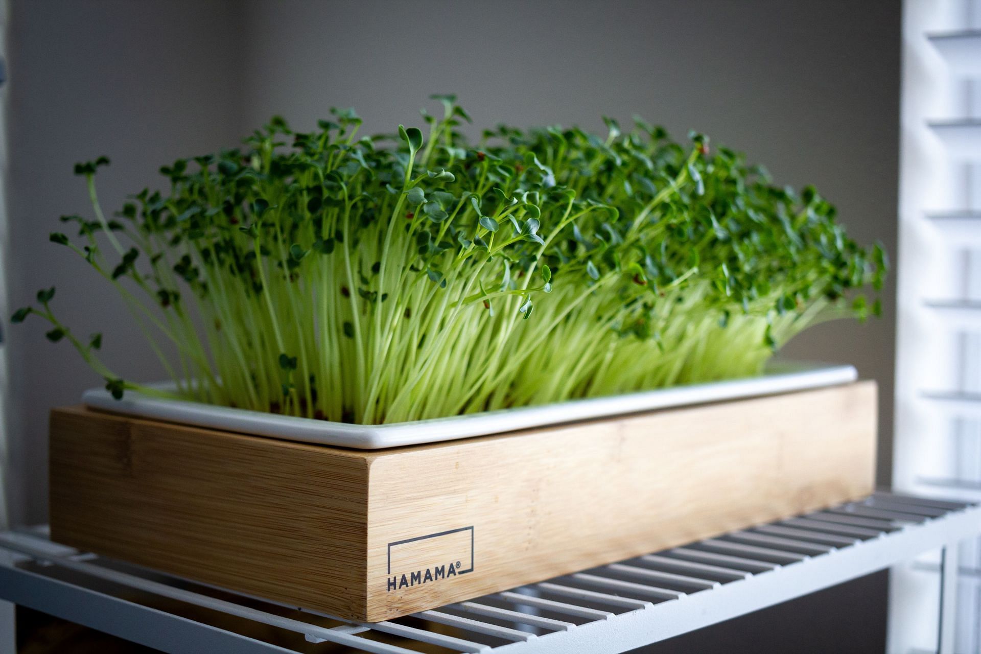 Microgreens are tiny plants packed with nutrients and vitamins. (Image via Unsplash / Anirudh Janga)