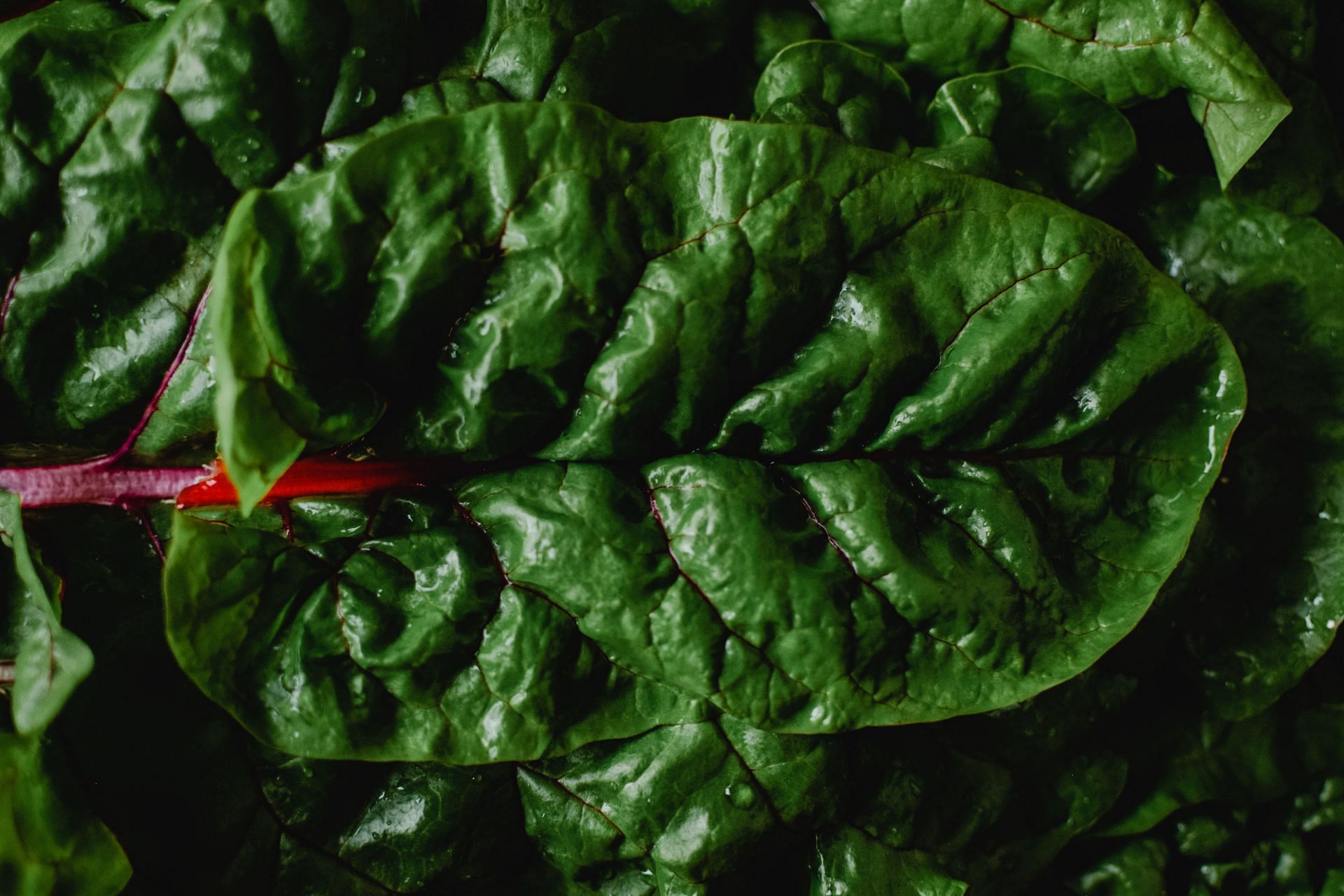 Swiss chard is rich in nutrients and supports overall health (Image via Pexels)