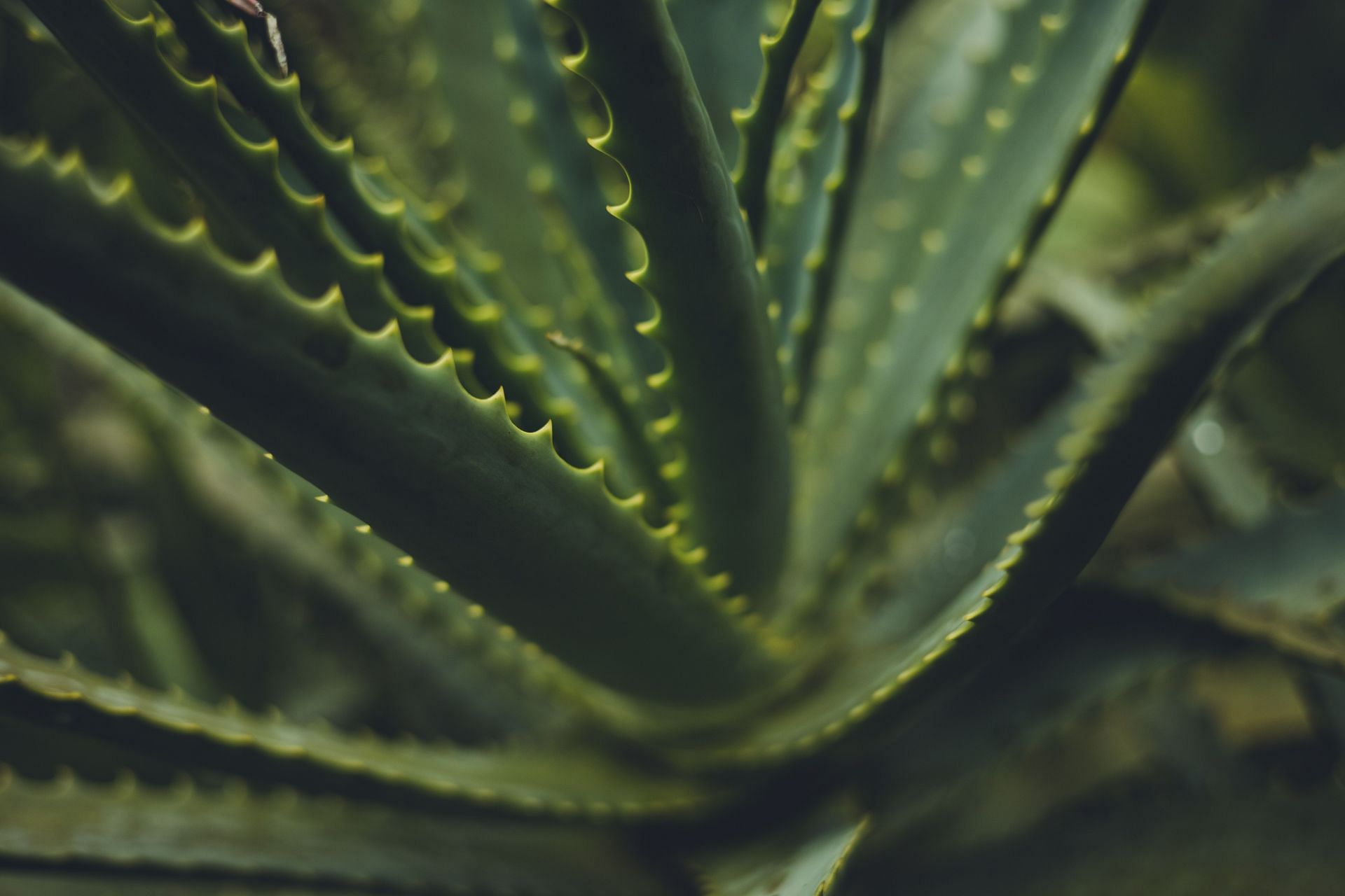 benefits of aloe vera juice: promotes healthy weight loss. (Image via Pexels / Ragael Rodrigues)