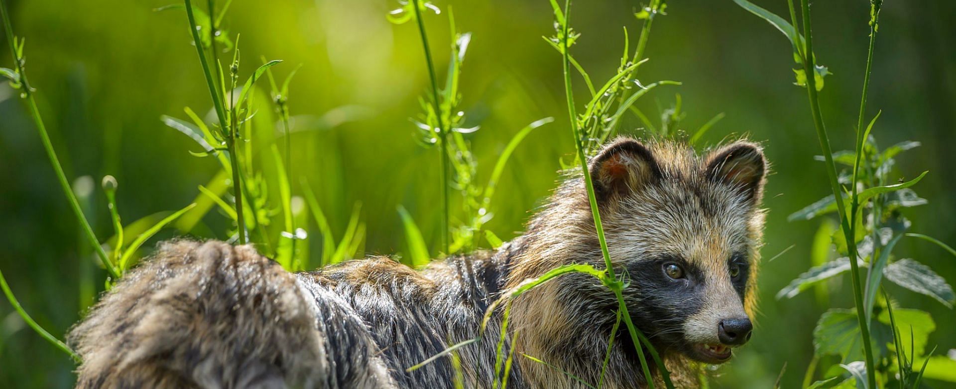 Raccoon dogs are furry animals belonging to the canid family (Image via Getty Images)