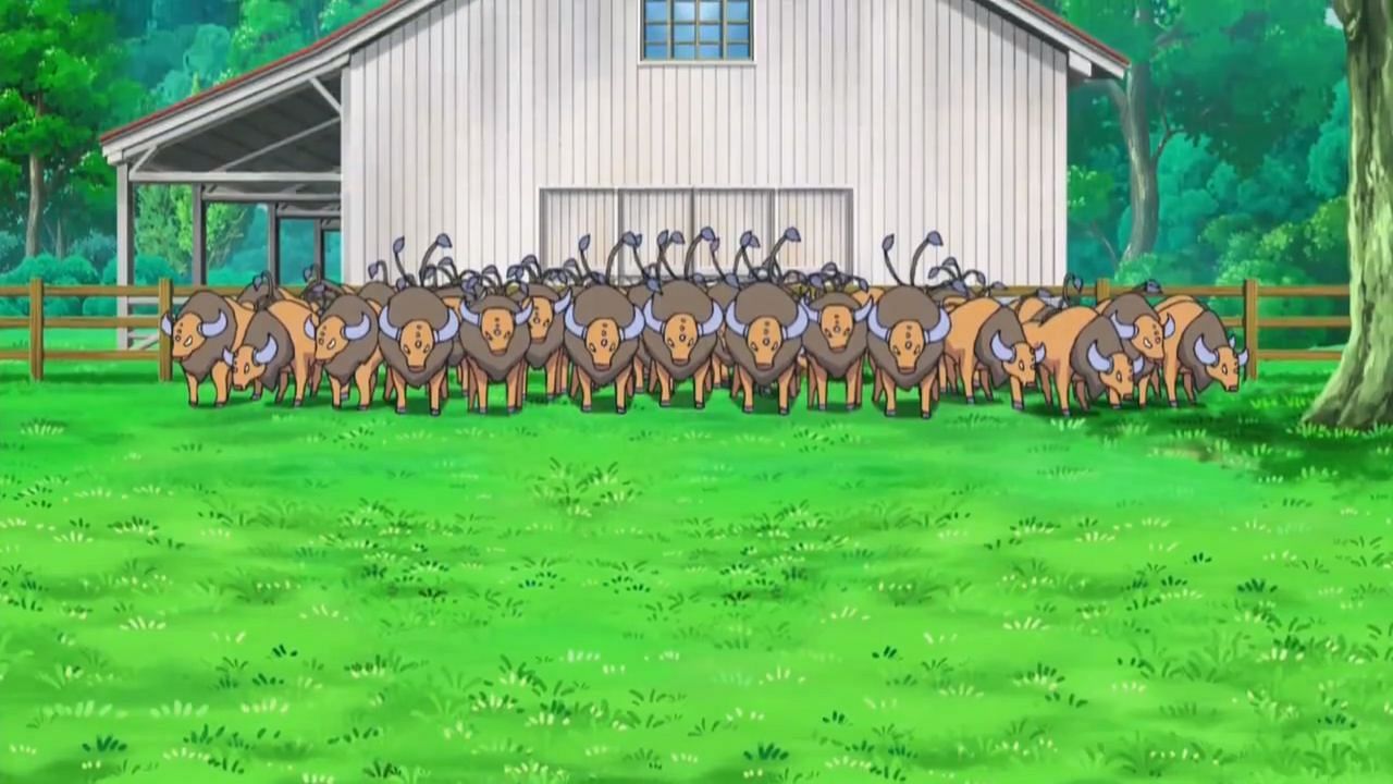 A herd of Tauros as seen in the anime (Image via The Pokemon Company)