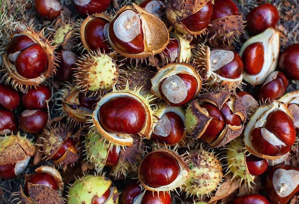 Chestnuts (Image via iStockPhoto)