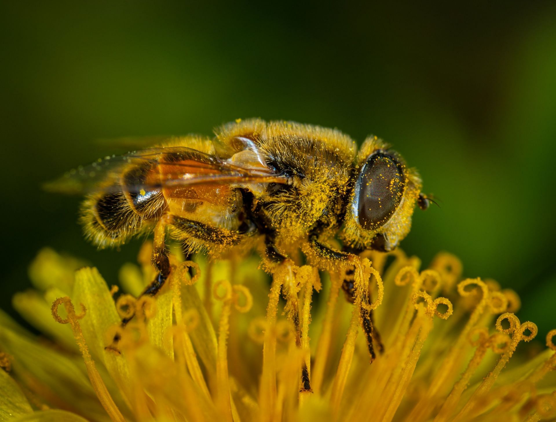 Bee pollens may help in relieving menopausal symptoms. (Image via Pexels/Egor Kamelev)