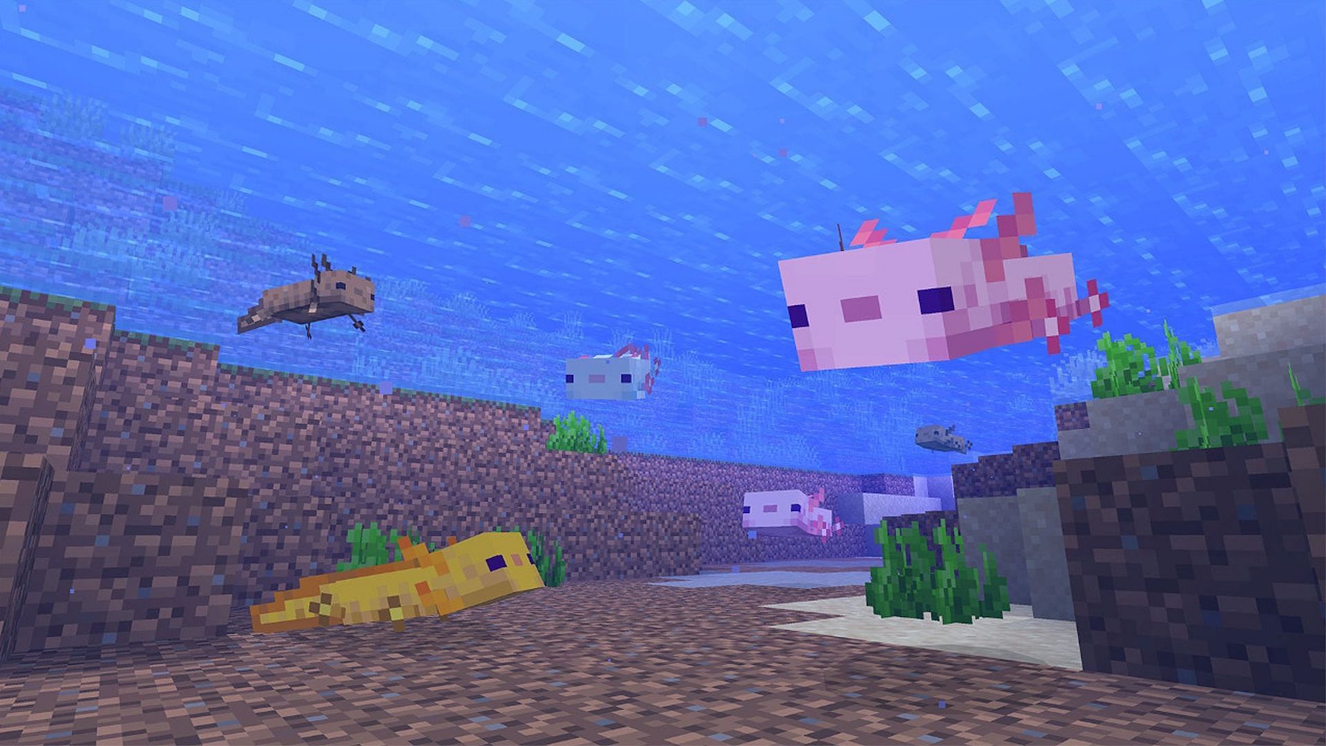 Breeding axolotls in Minecraft can result in different color variations (Image via Mojang)