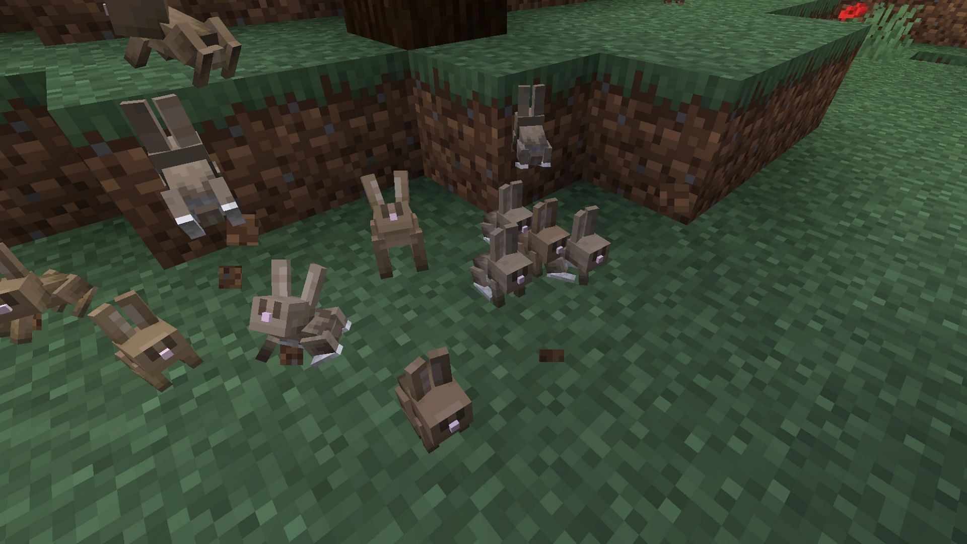 Rabbits can be fed dandelions, carrots, and golden carrots while breeding in Minecraft (Image via Mojang)