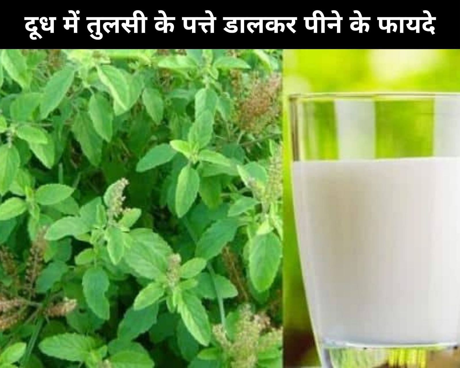 7 Benefits Of Drinking Basil Leaves In Milk In Hindi