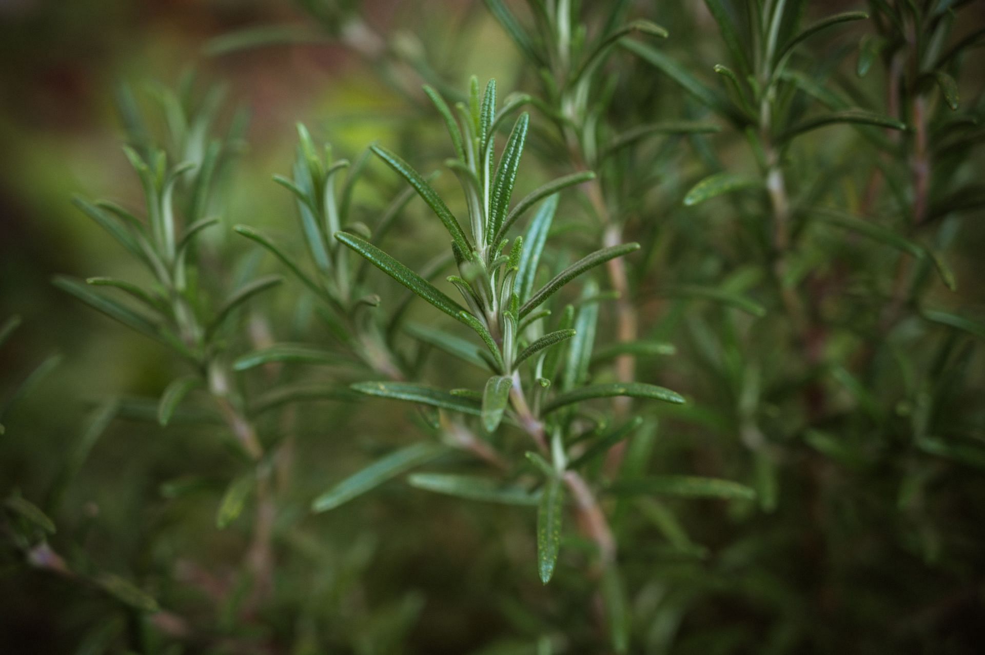 Rosemary is among the popular carminatives. (Image via Unsplash/Babette Landmesser)